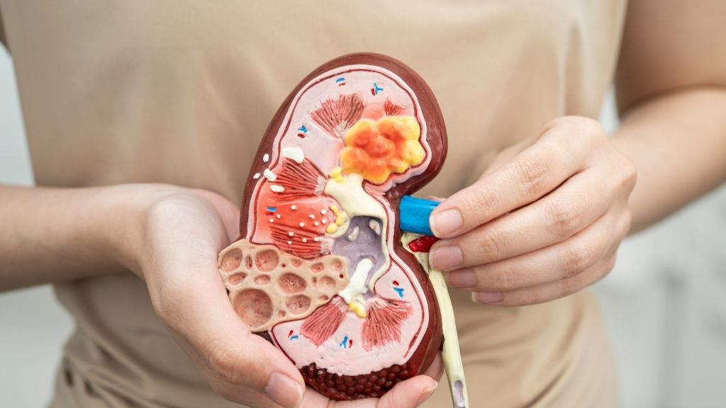 Sistem Ekskresi Tubuh Organ Ginjal Sistem Pembuangan Tubuh